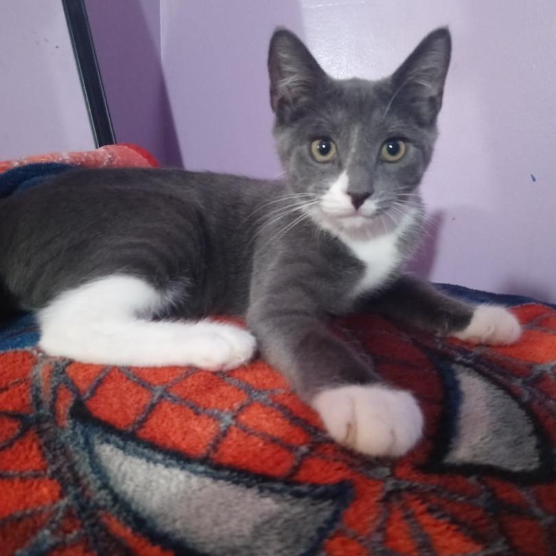 Freduccini, a Adoptable mixed breed in Moriches, NY image 2/2