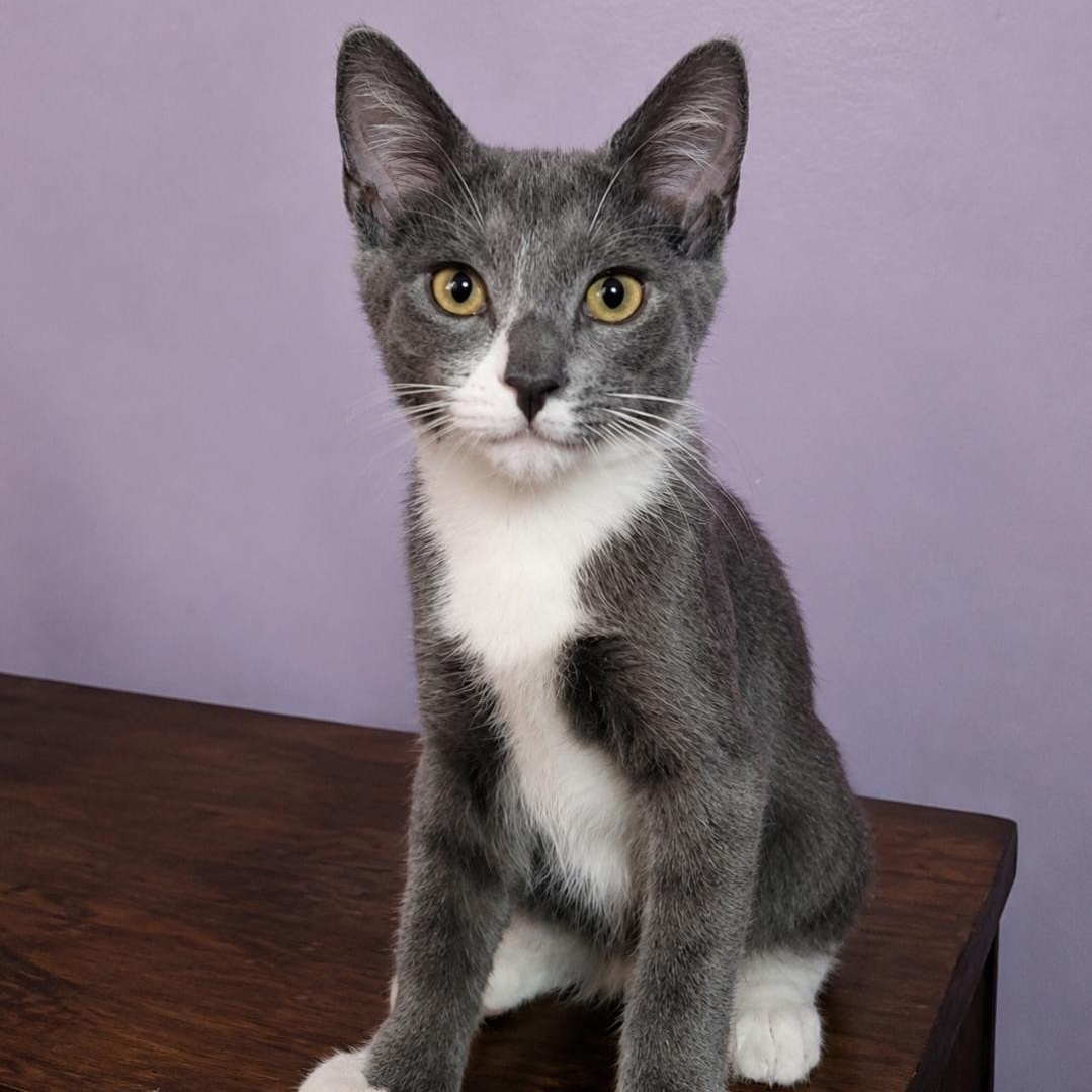 Freduccini, Adoptable, Kitten Male Domestic Short Hair.
