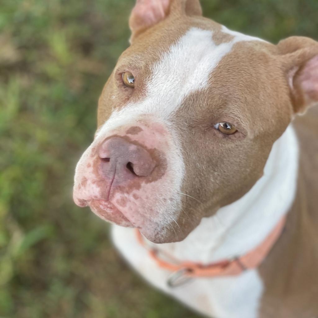Quinn, Adoptable, Adult Female American Staffordshire Terrier.