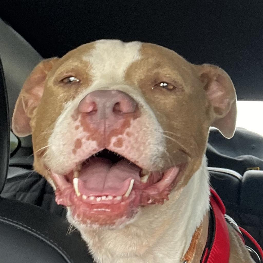 Enlarge Quinn, a Adoptable American Staffordshire Terrier in Shiner, TX image 2/4