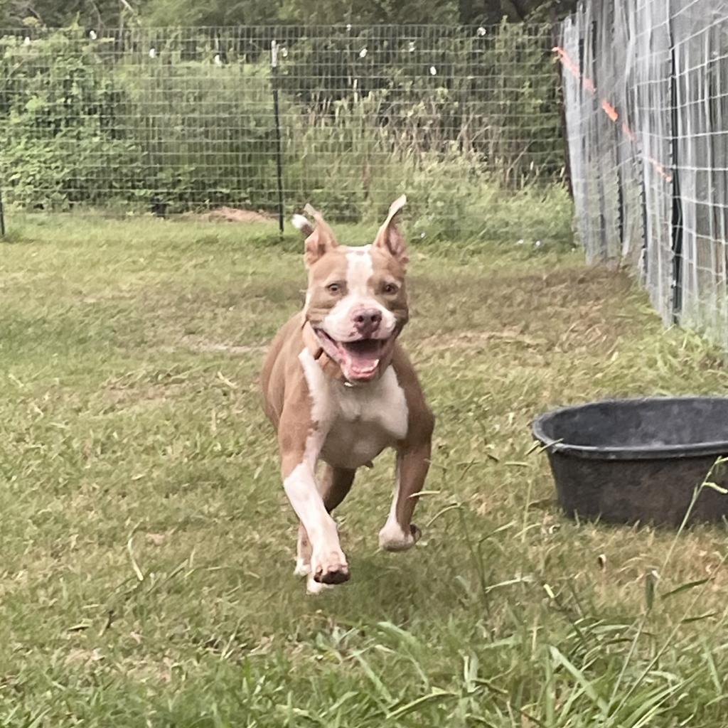 Enlarge Quinn, a Adoptable American Staffordshire Terrier in Shiner, TX image 3/4
