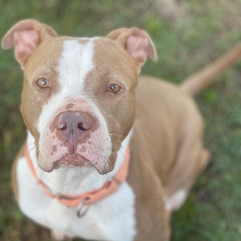 Enlarge Quinn, a Adoptable American Staffordshire Terrier in Shiner, TX image 4/4