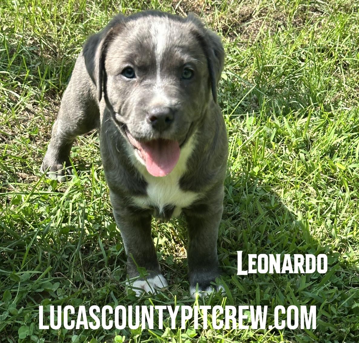 Enlarge Leonardo, an adopted mixed breed in Toledo, OH image 4/4