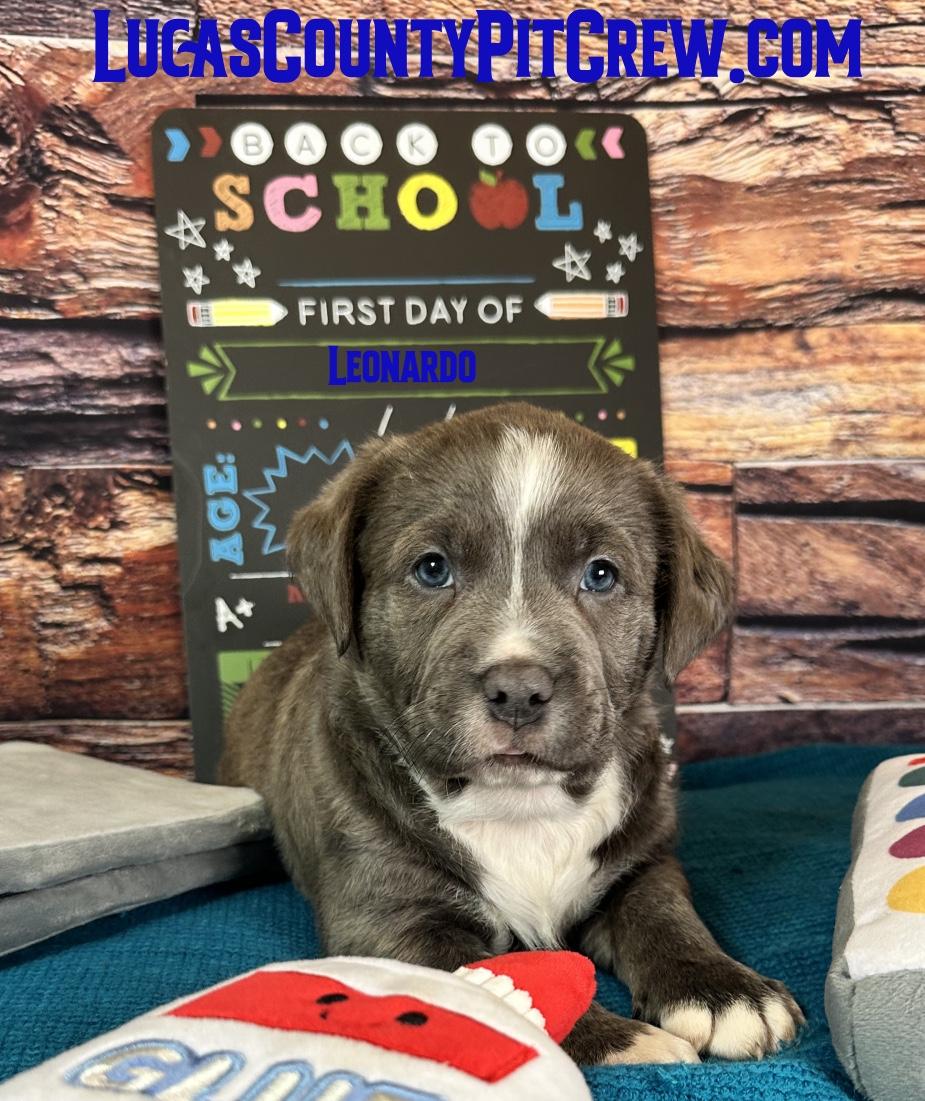 Enlarge Leonardo, an adopted mixed breed in Toledo, OH image 2/4