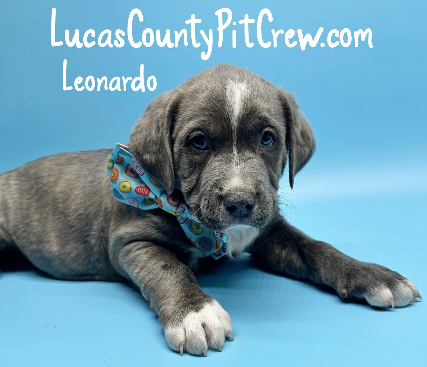 Enlarge Leonardo, an adopted mixed breed in Toledo, OH image 1/4