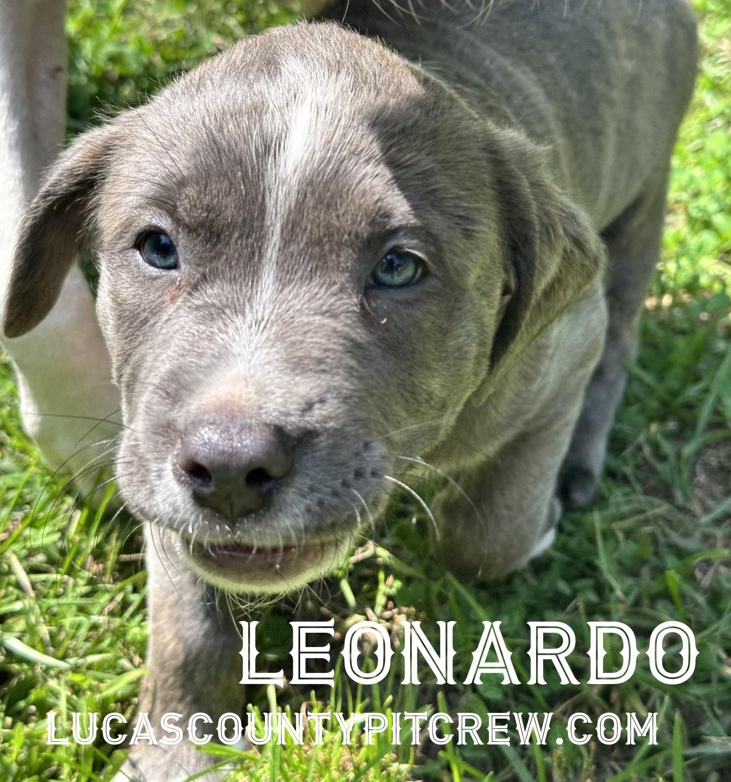 Enlarge Leonardo, an adopted mixed breed in Toledo, OH image 3/4