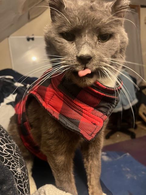 Enlarge Wolfgang, an adoptable Domestic Short Hair in Roslindale, MA image 4/4