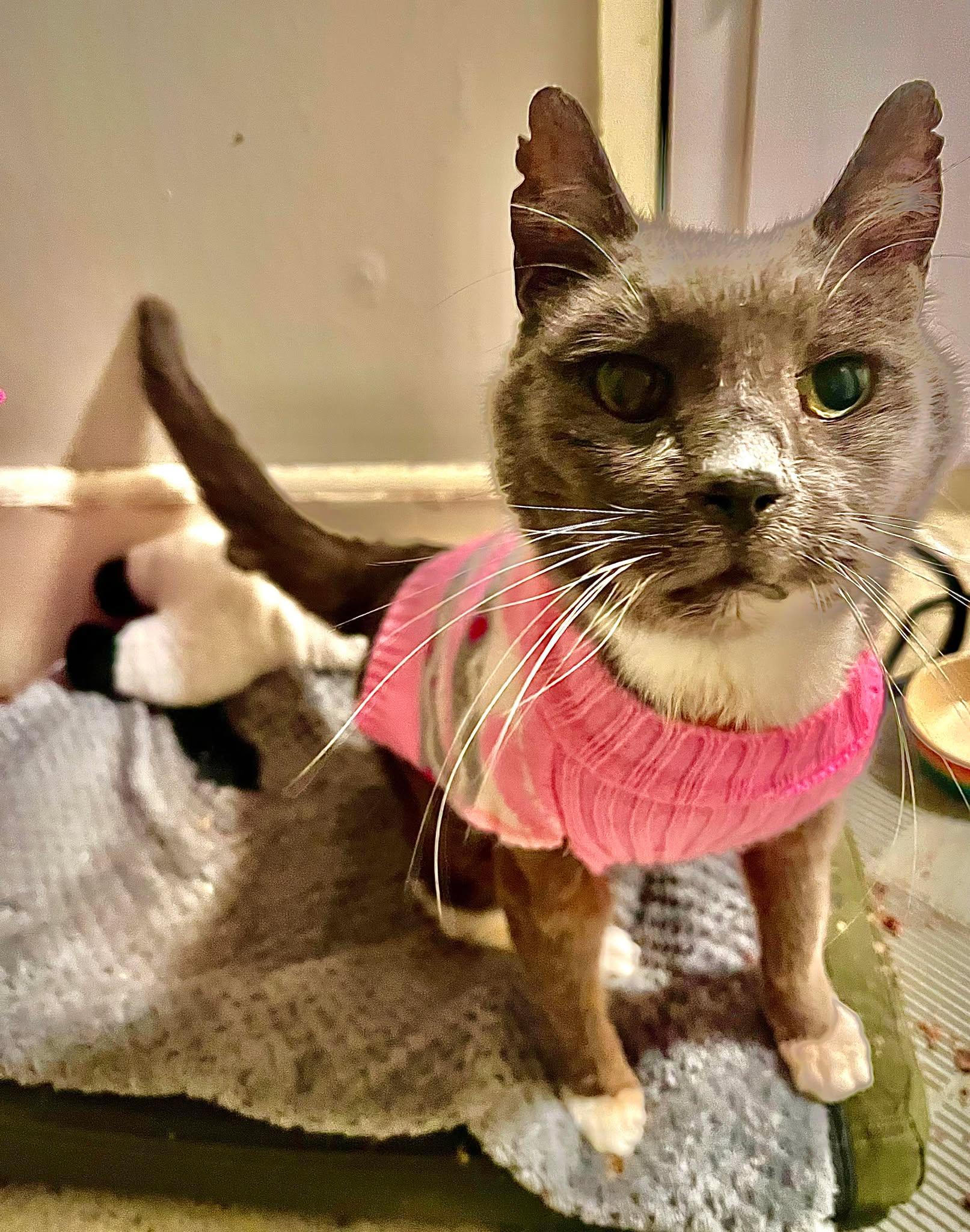 Enlarge Wolfgang, an adoptable Domestic Short Hair in Roslindale, MA image 3/4