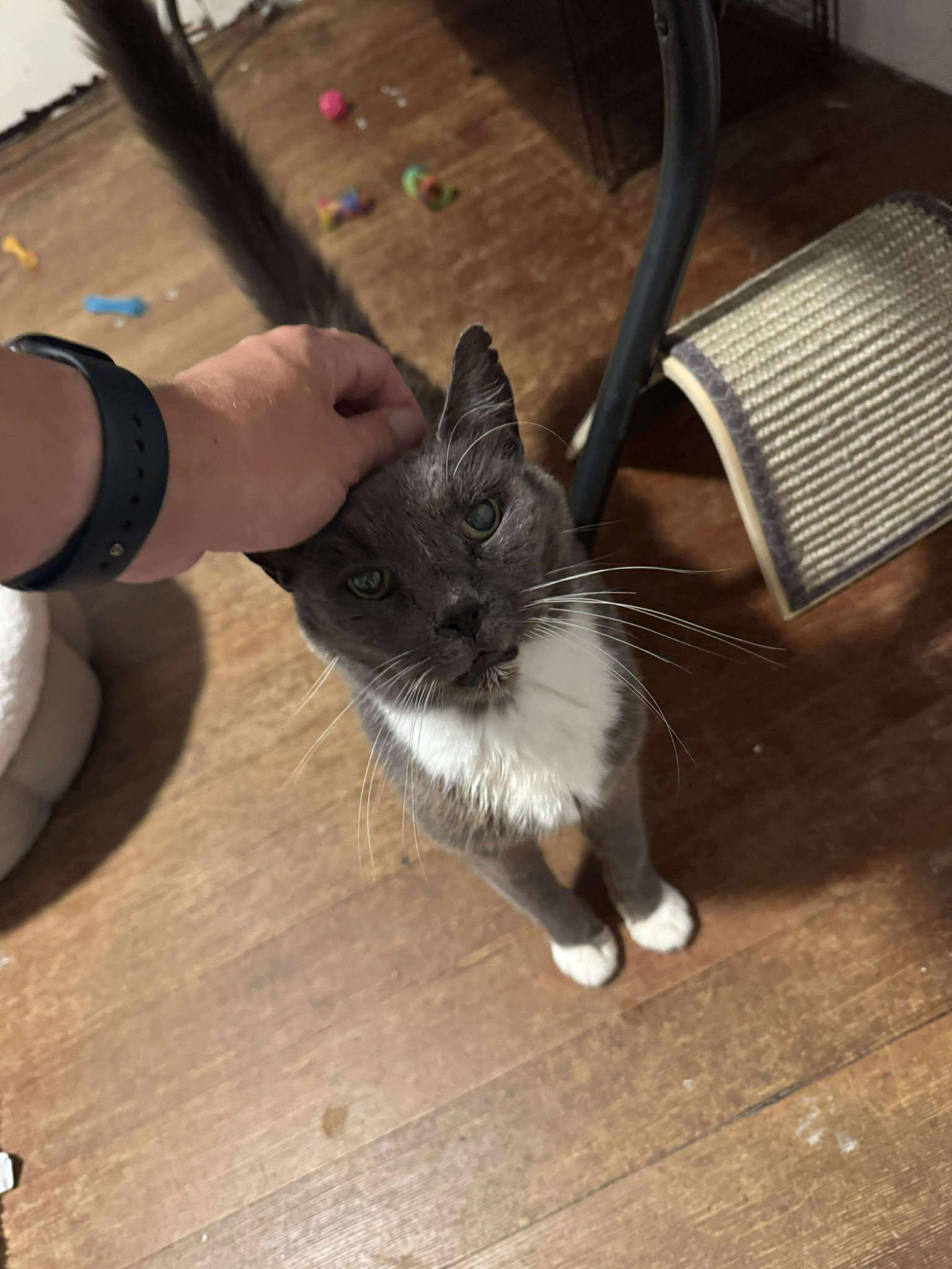 Wolfgang, adoptable, Senior Male Domestic Short Hair.