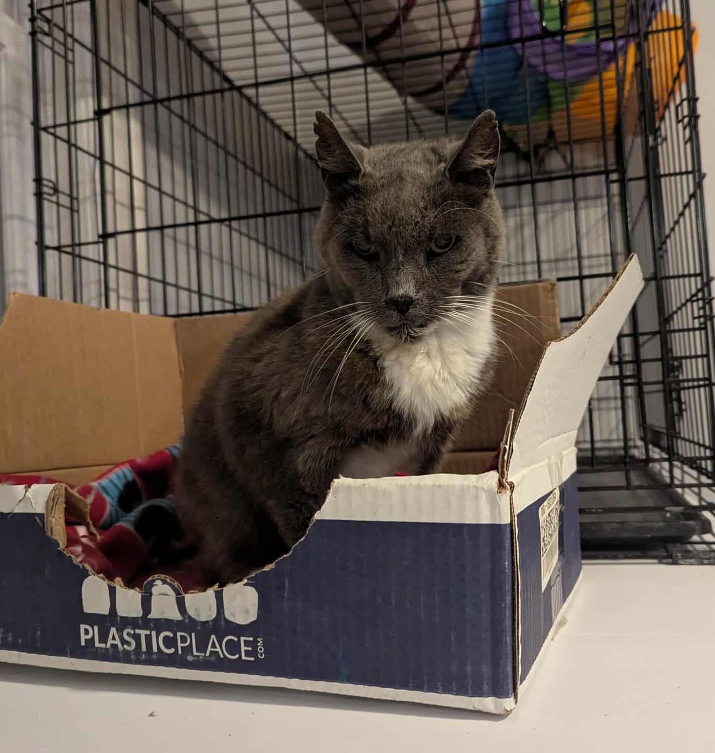 Enlarge Wolfgang, an adoptable Domestic Short Hair in Roslindale, MA image 3/4