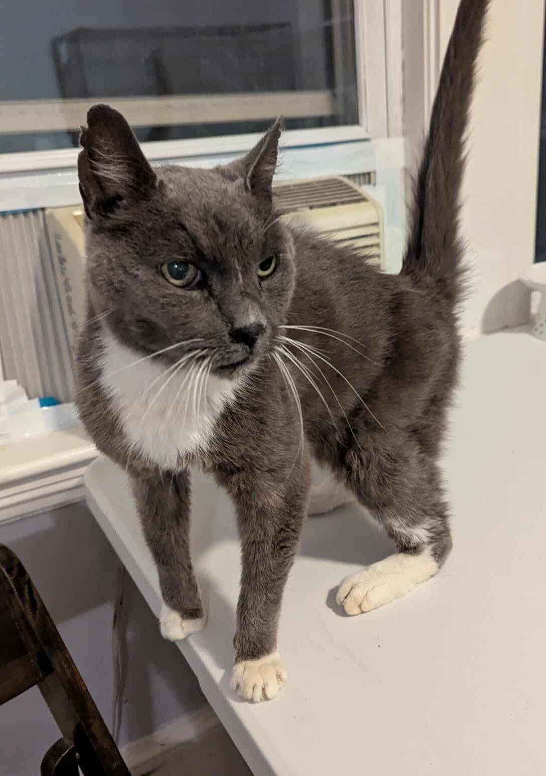 Enlarge Wolfgang, an adoptable Domestic Short Hair in Roslindale, MA image 4/4