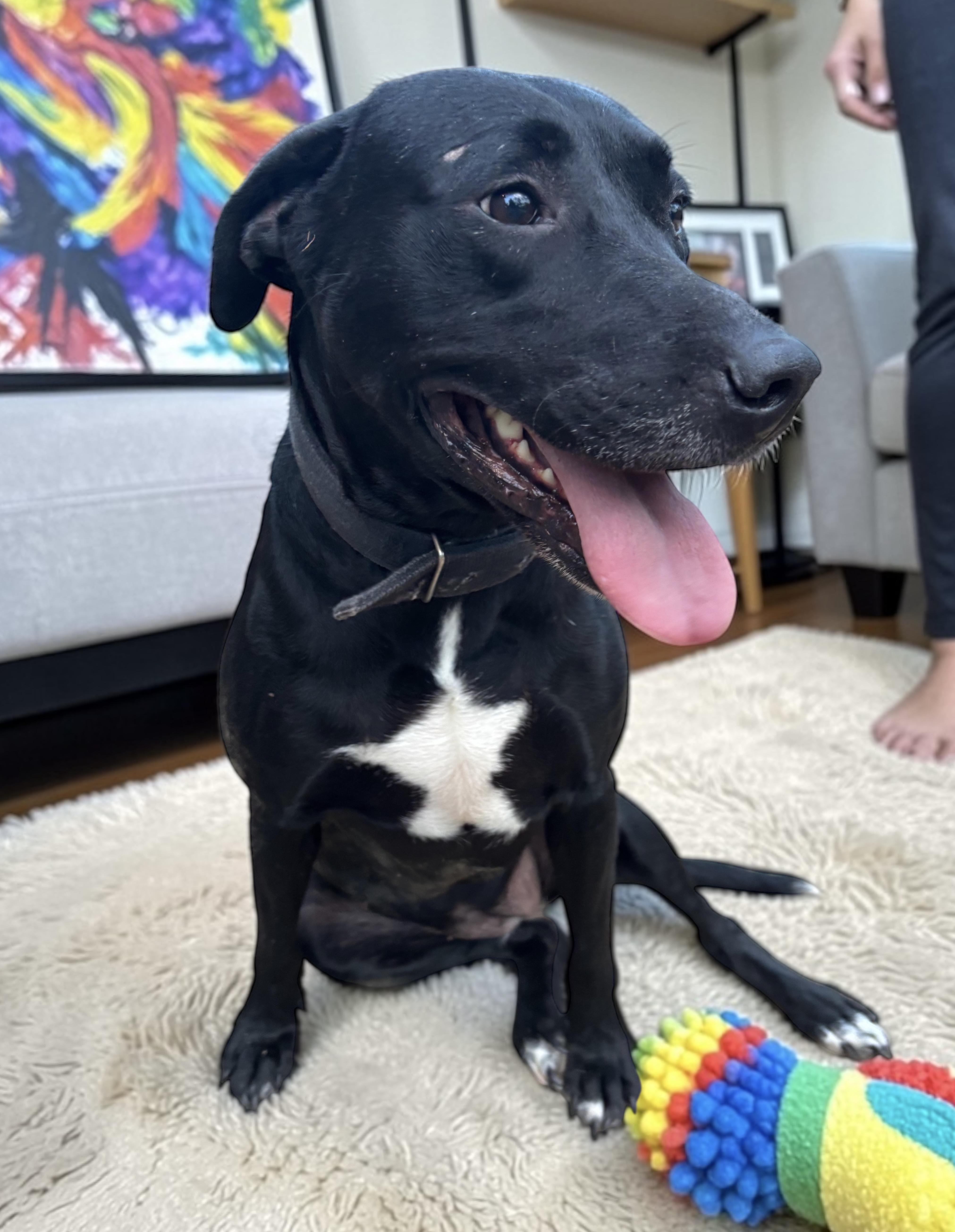 Enlarge Star, a Adoptable mixed breed in Evans City, PA image 6/6