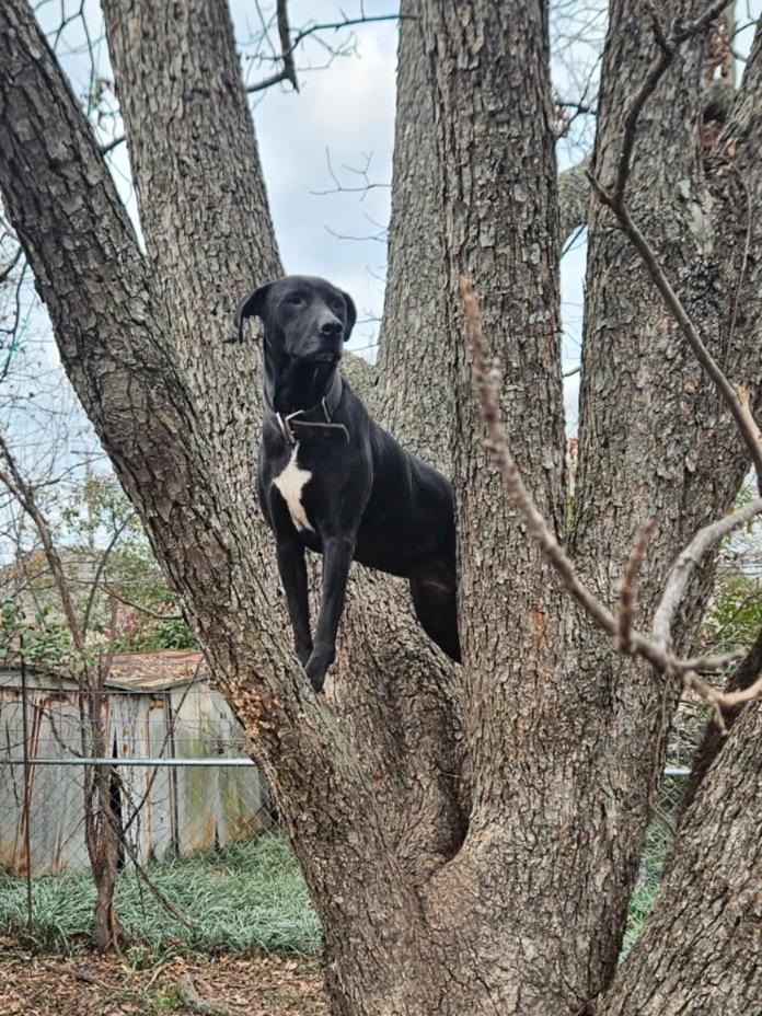 Enlarge Star, a Adoptable mixed breed in Evans City, PA image 3/6