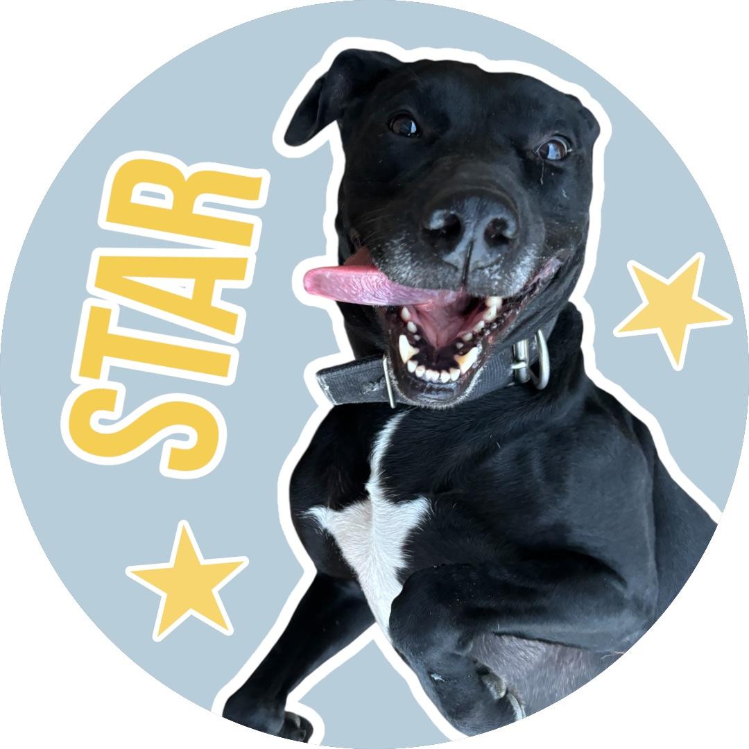 Star, Adoptable, Adult Female Black Labrador Retriever.