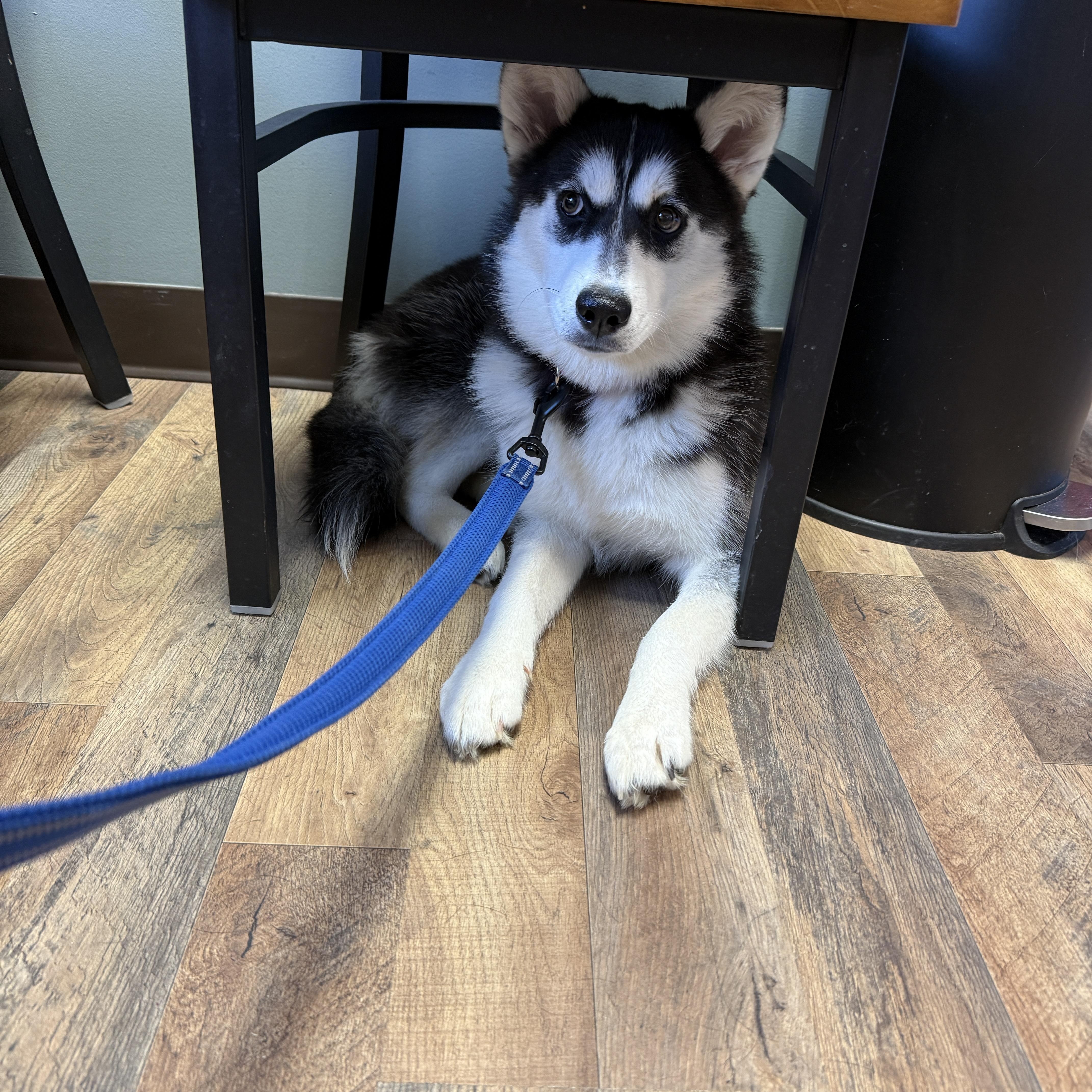 Louie, ADOPTABLE, Young Female Klee Kai.