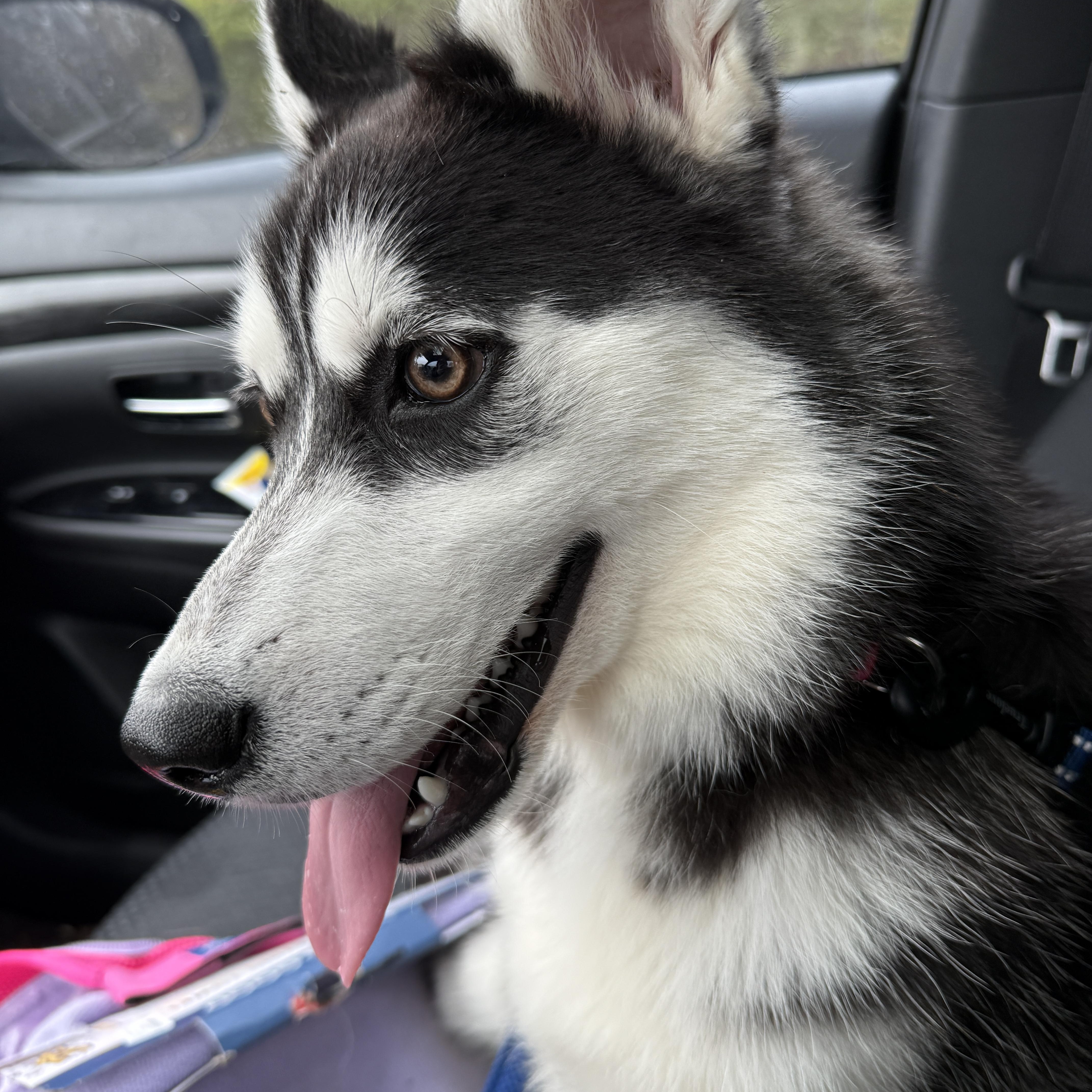 Louie, a ADOPTABLE mixed breed in Mooresville, IN image 2/4