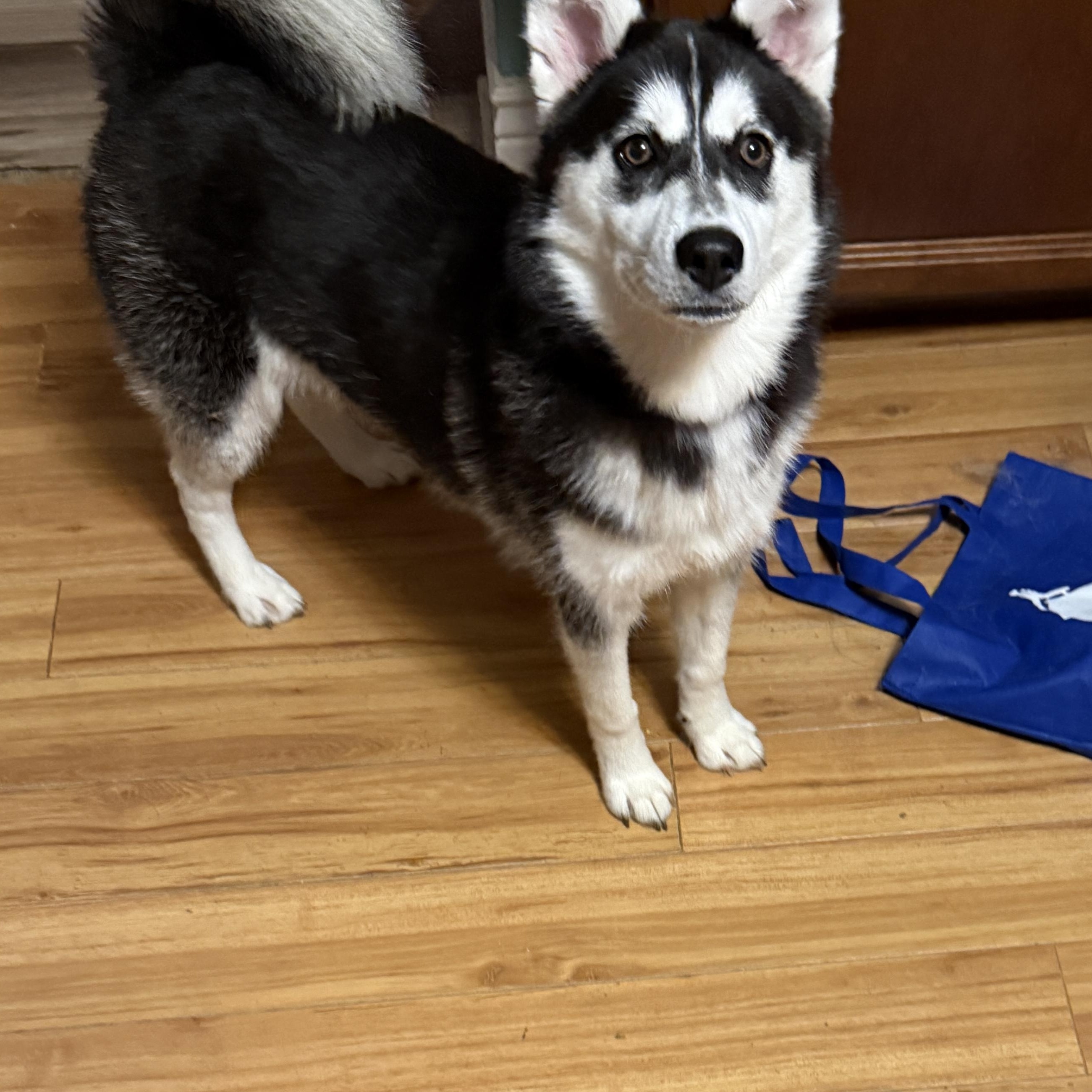 Louie, a ADOPTABLE mixed breed in Mooresville, IN image 3/4