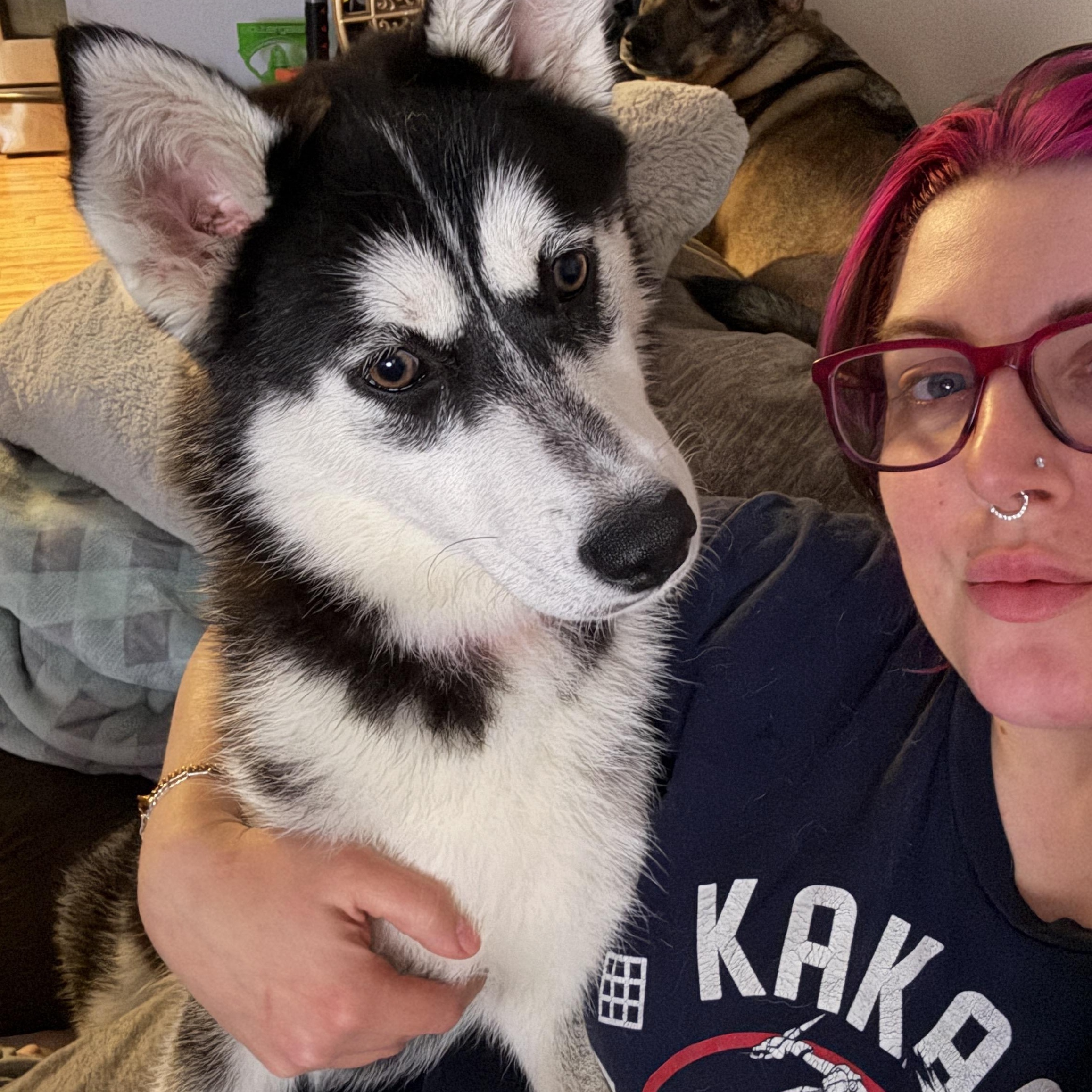 Louie, a ADOPTABLE mixed breed in Mooresville, IN image 4/4