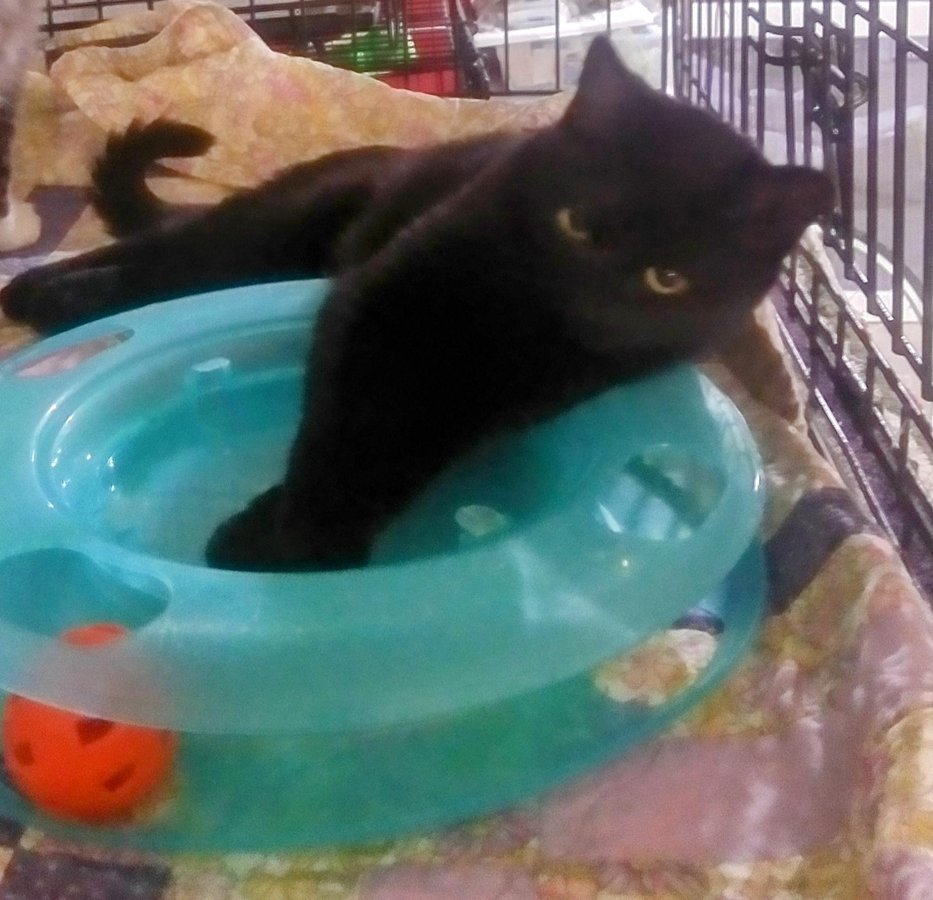 Brynn - adopt with Grayson