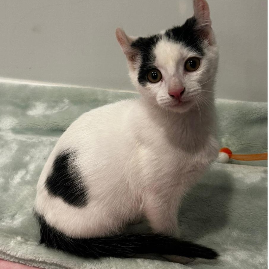 Enlarge Versace, a ADOPTABLE mixed breed in South Park, PA image 3/3