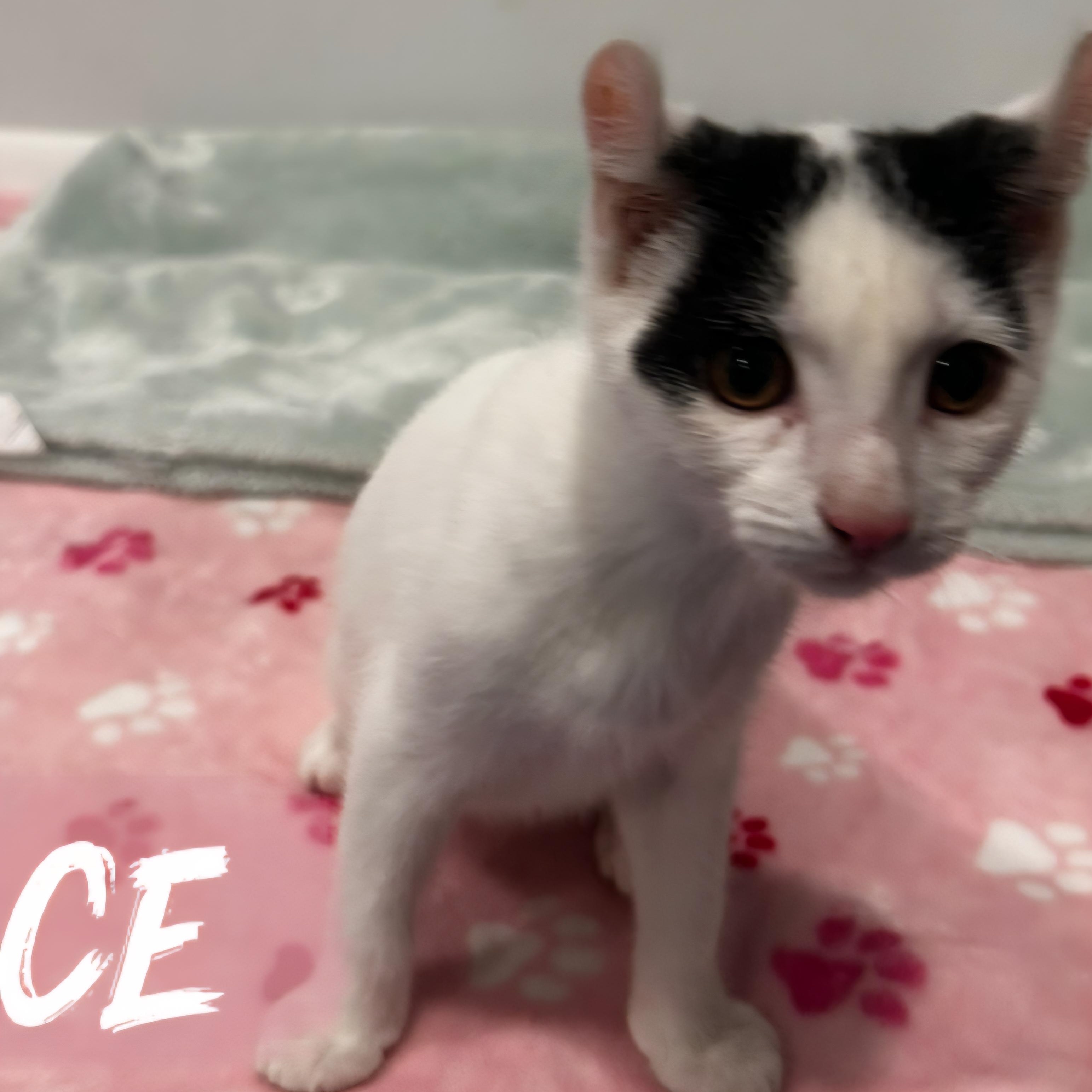 Enlarge Versace, a ADOPTABLE mixed breed in South Park, PA image 2/3