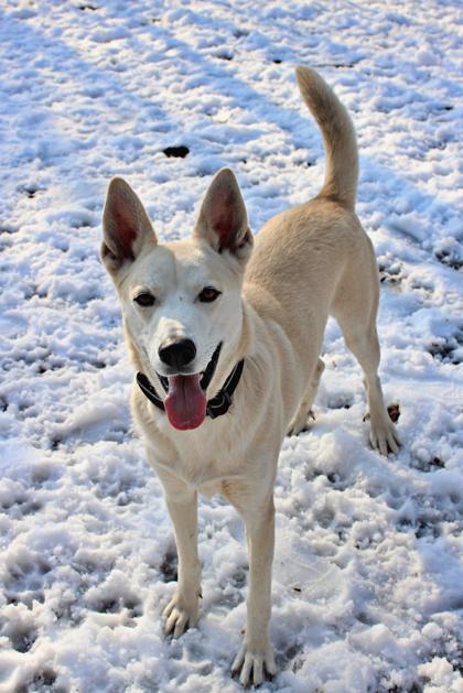 Kodesie — thumbnail 2