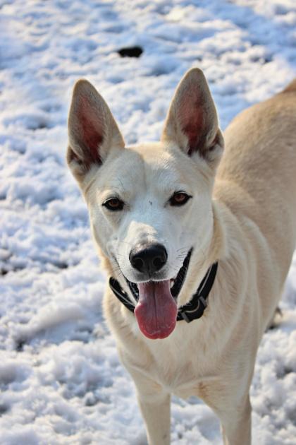 Kodesie — thumbnail 3