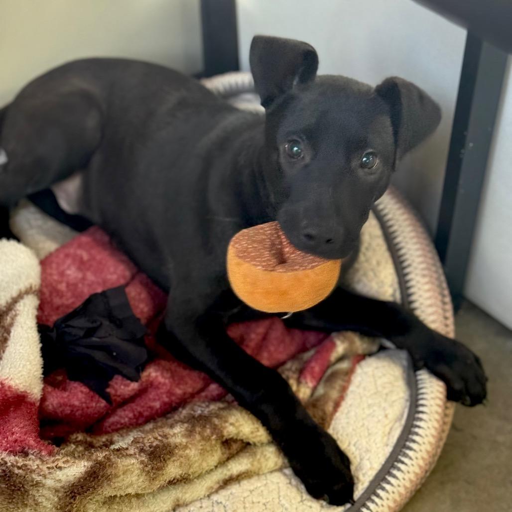 Enlarge Domino, a Adoptable Mixed Breed in Mankato, MN image 2/2