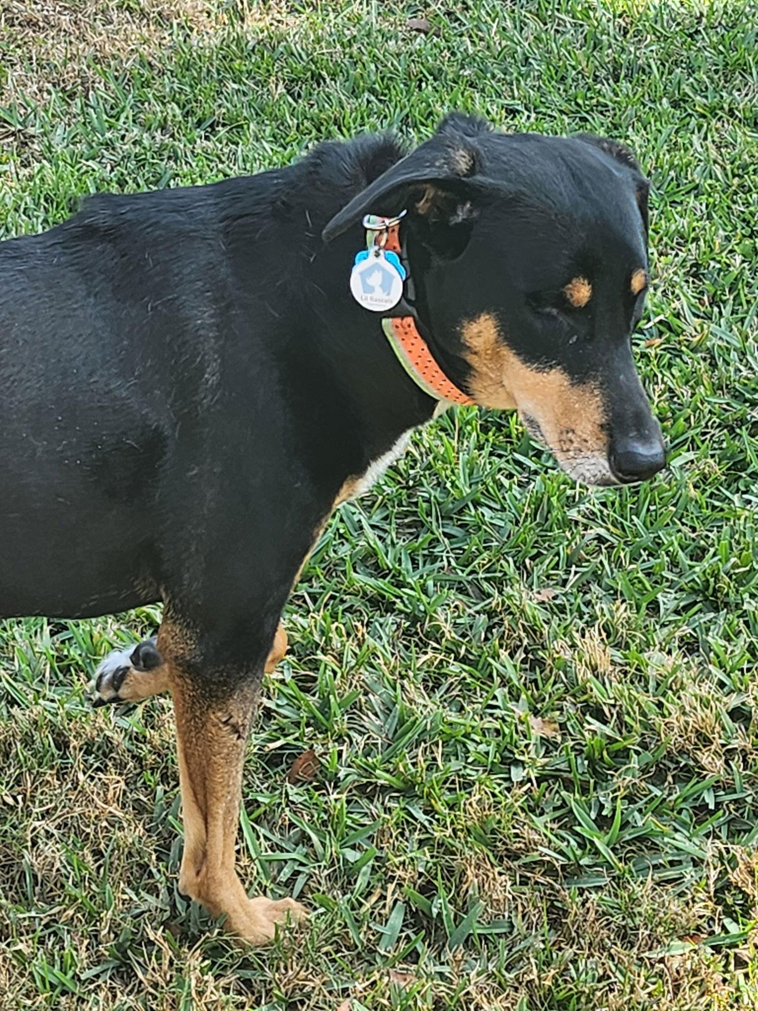 Marcelita, Adoptable, Adult Female Hound.