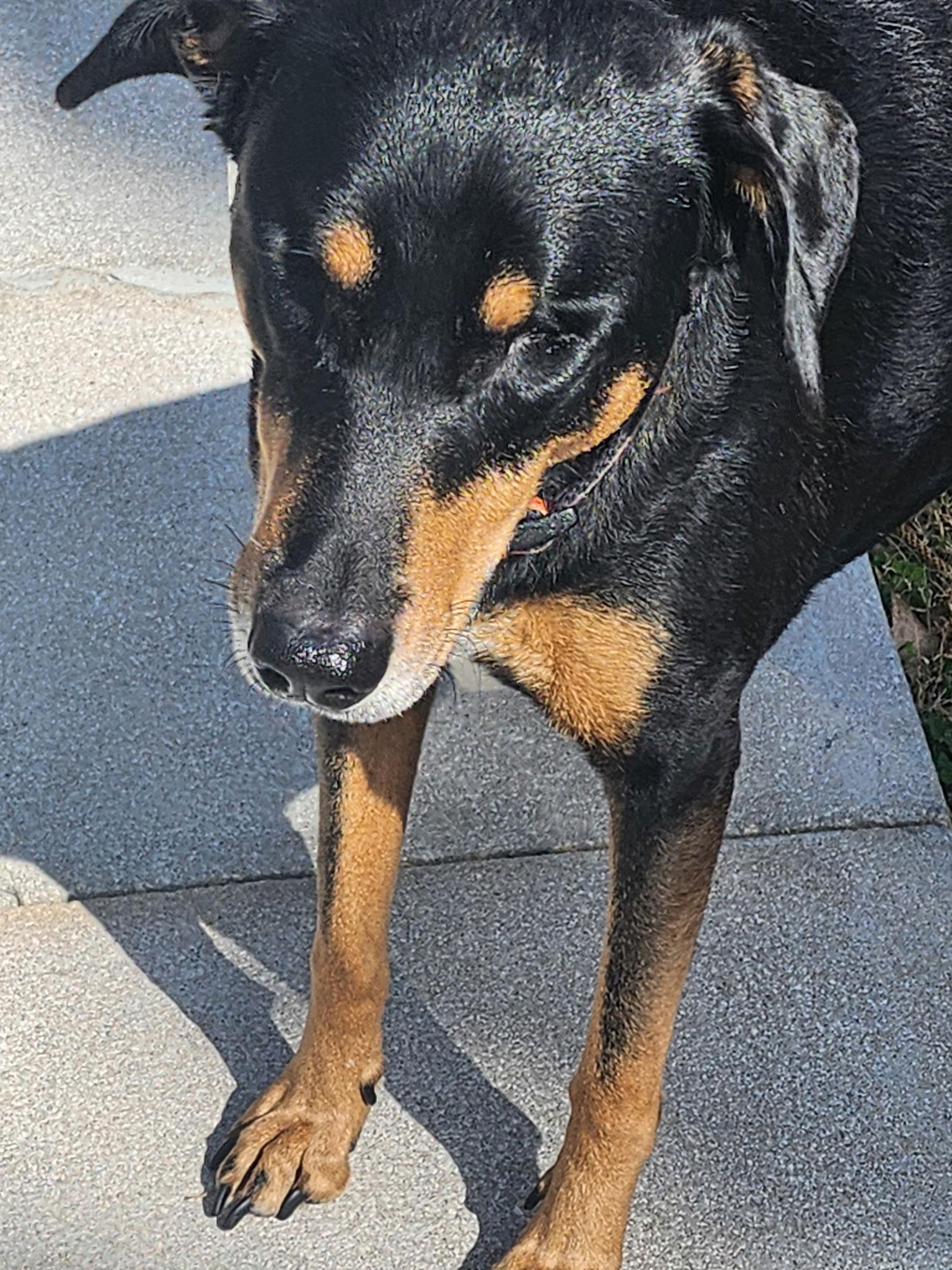 Marcelita, a Adoptable Hound in Osteen, FL image 2/3
