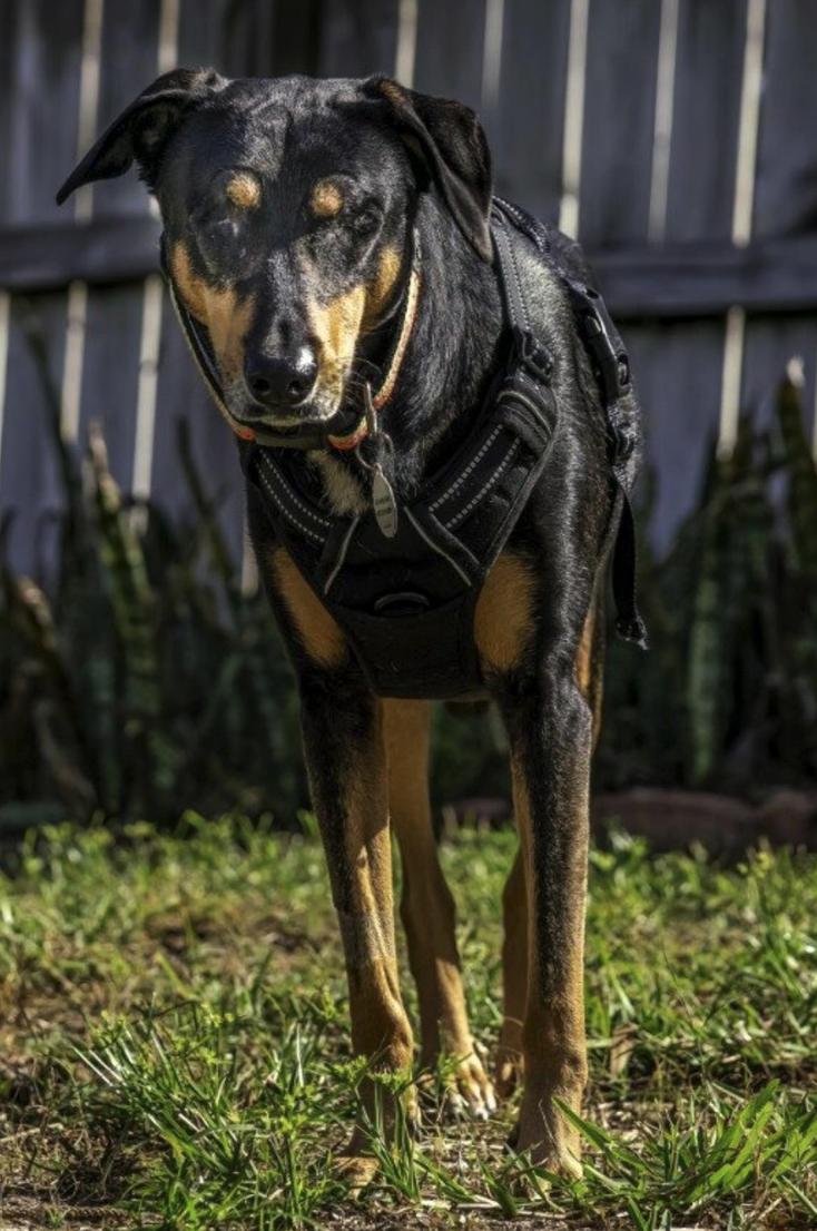 Marcelita, a Adoptable mixed breed in Osteen, FL image 1/3