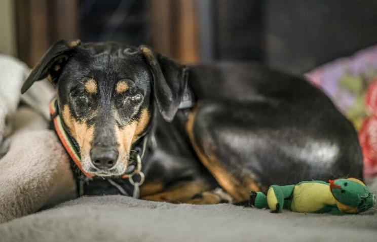 Marcelita, a Adoptable mixed breed in Osteen, FL image 2/3