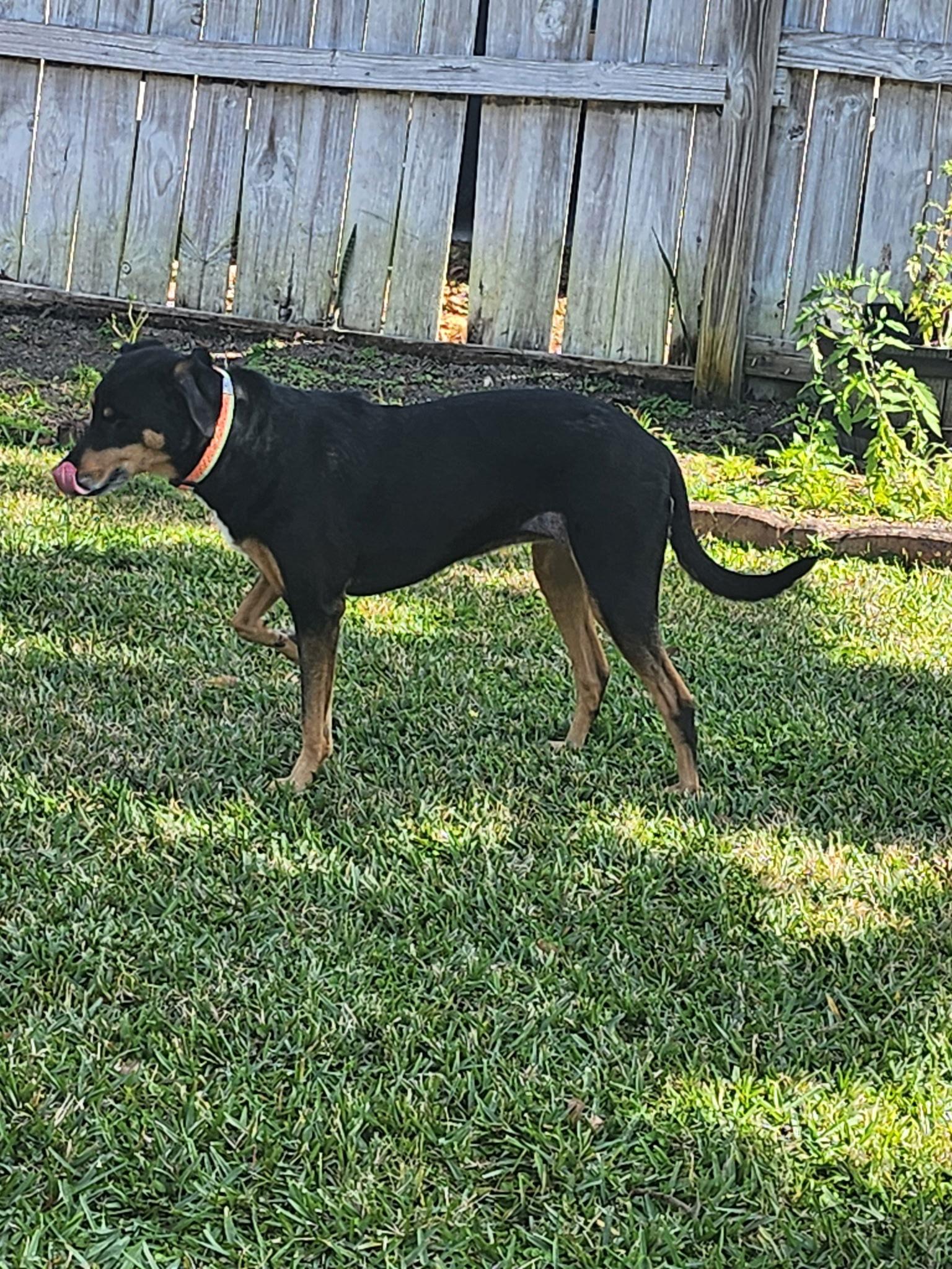 Marcelita, a Adoptable Hound in Osteen, FL image 3/3