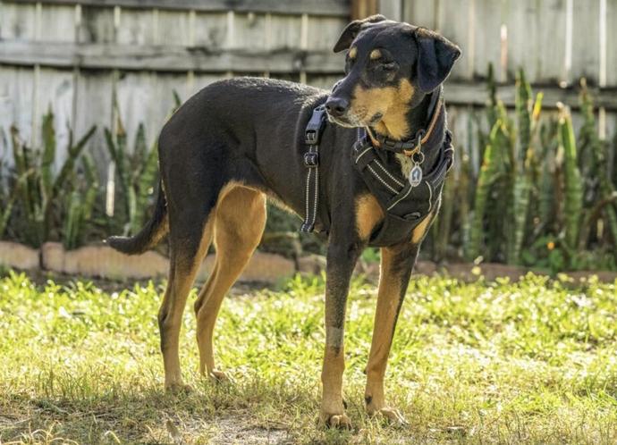 Marcelita, a Adoptable mixed breed in Osteen, FL image 3/3