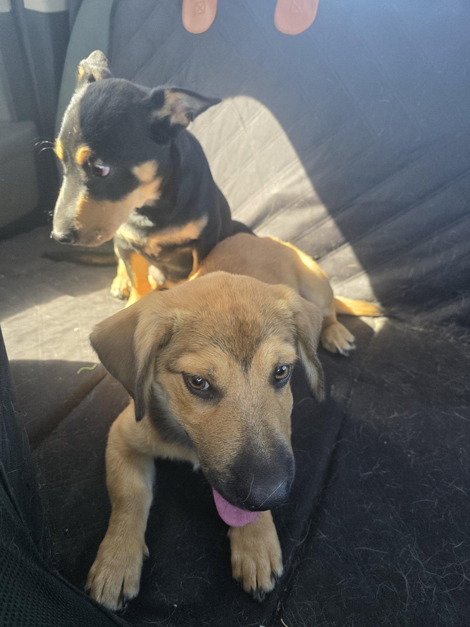 Enlarge Tucker, a Adopted mixed breed in Santa Clara, CA image 5/6