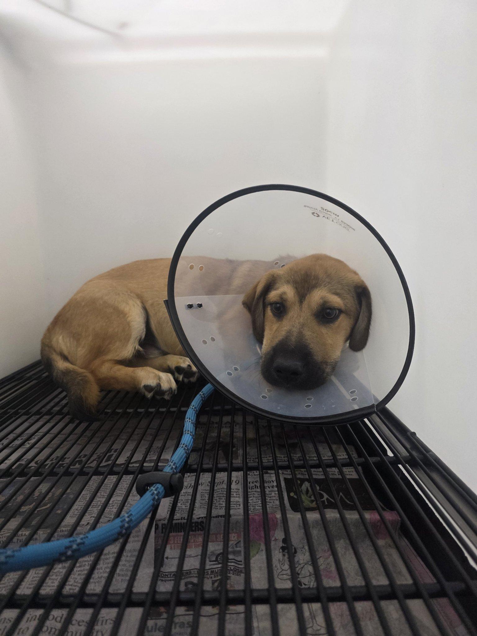 Enlarge Tucker, a Adopted mixed breed in Santa Clara, CA image 1/6