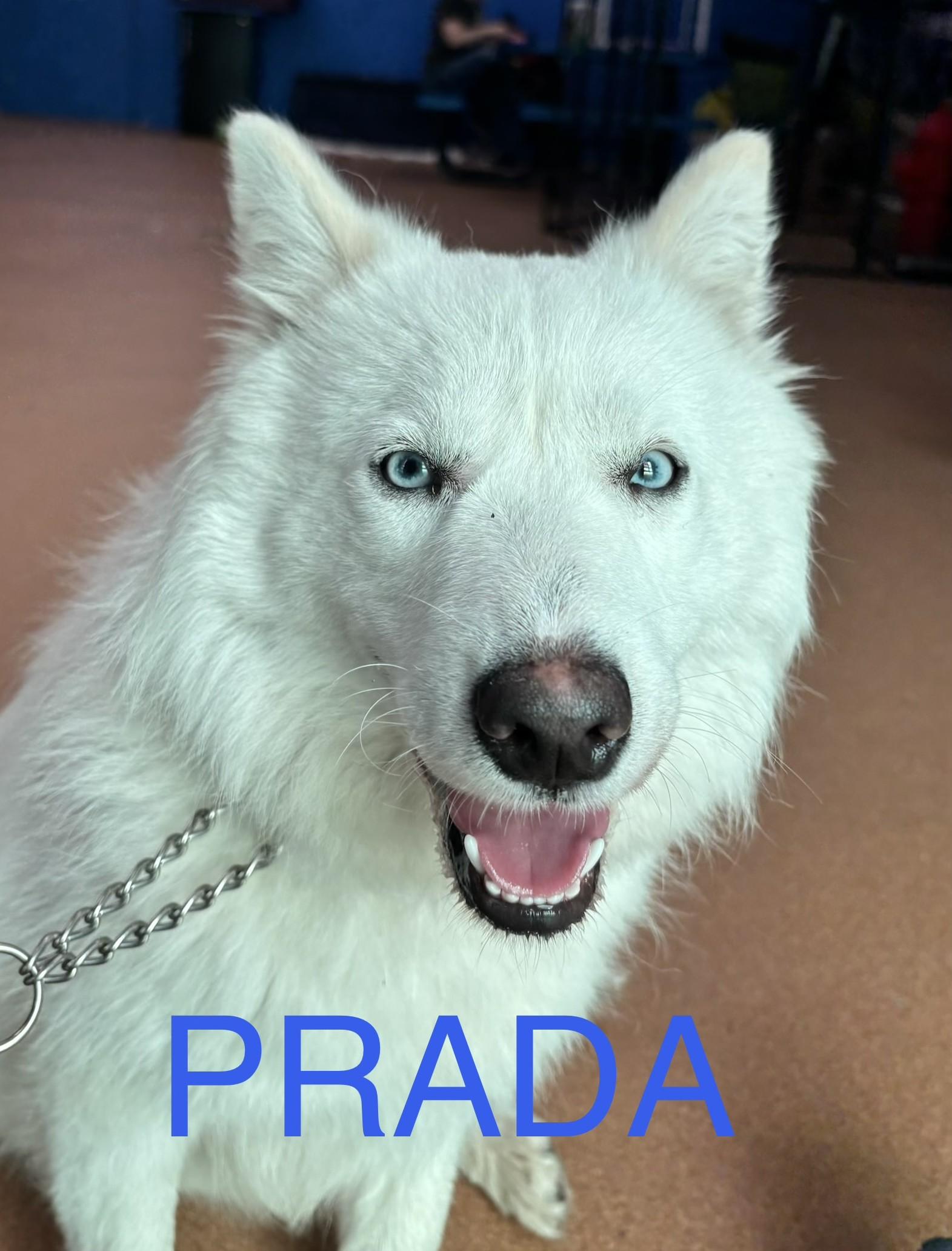 Enlarge Prada, a ADOPTABLE mixed breed in Norwalk, CT image 2/4