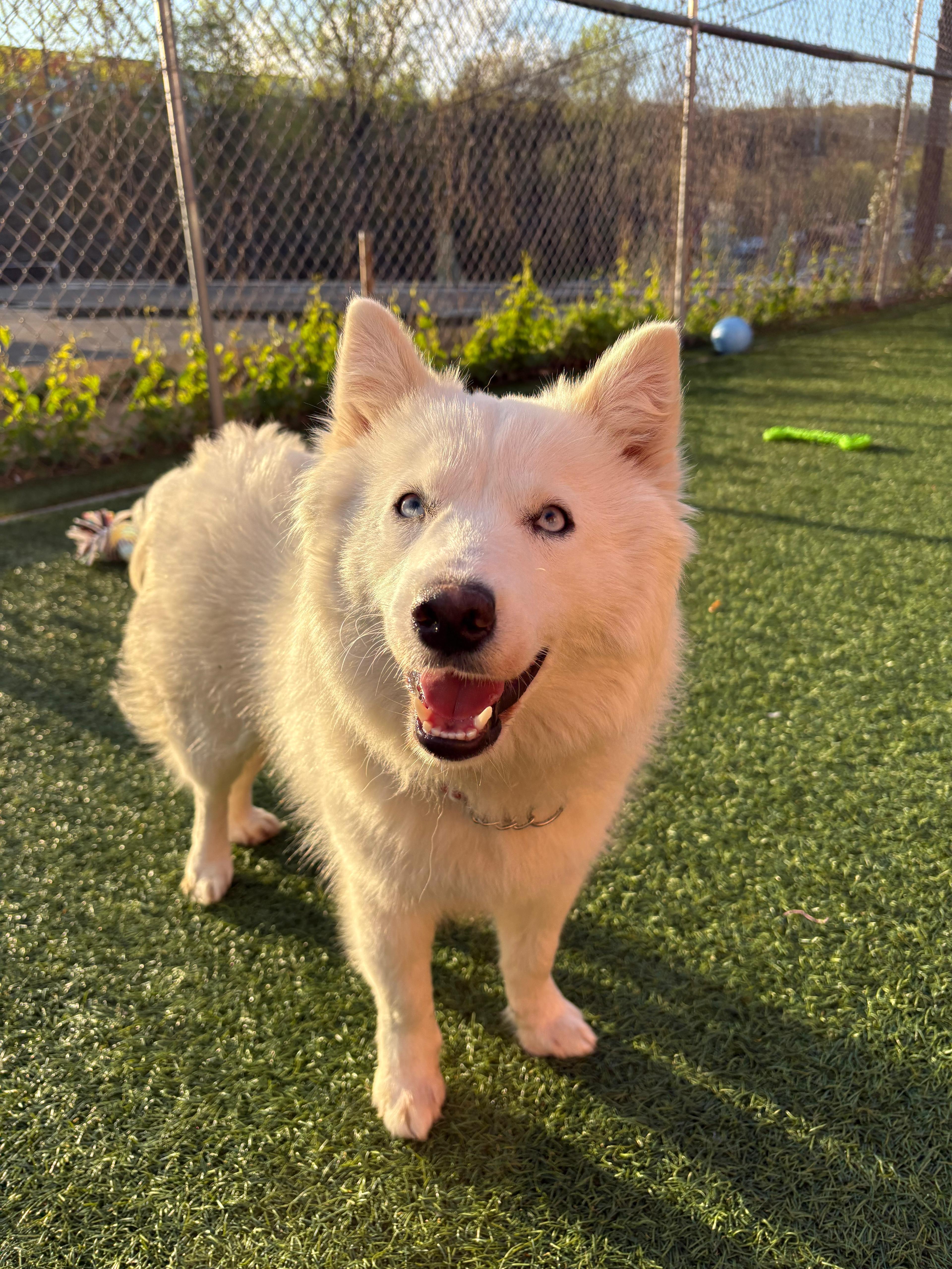 Enlarge Prada, a ADOPTABLE mixed breed in Norwalk, CT image 4/4