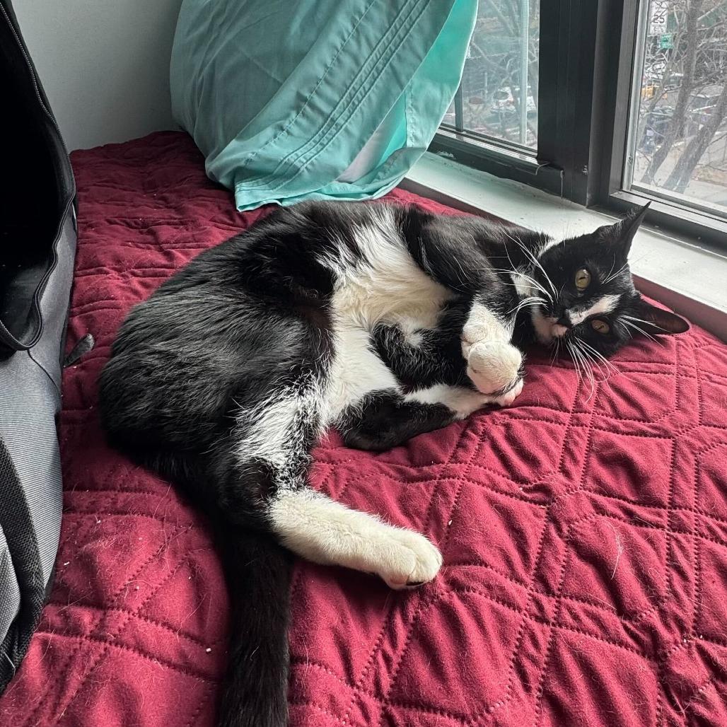 Puffin, Adoptable, Adult Male Domestic Short Hair.