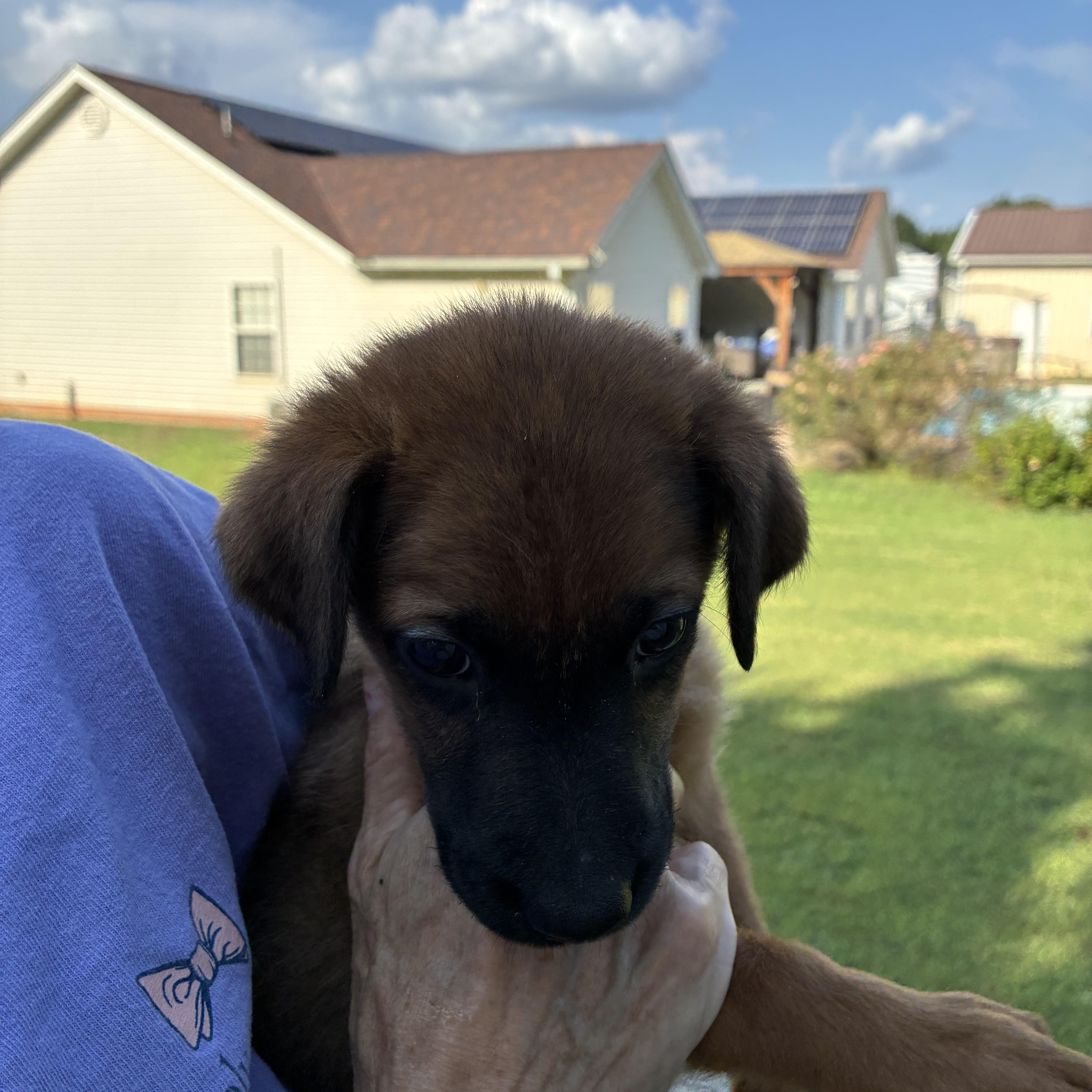 Enlarge Spanky, a Adoptable mixed breed in Woodruff, SC image 5/5