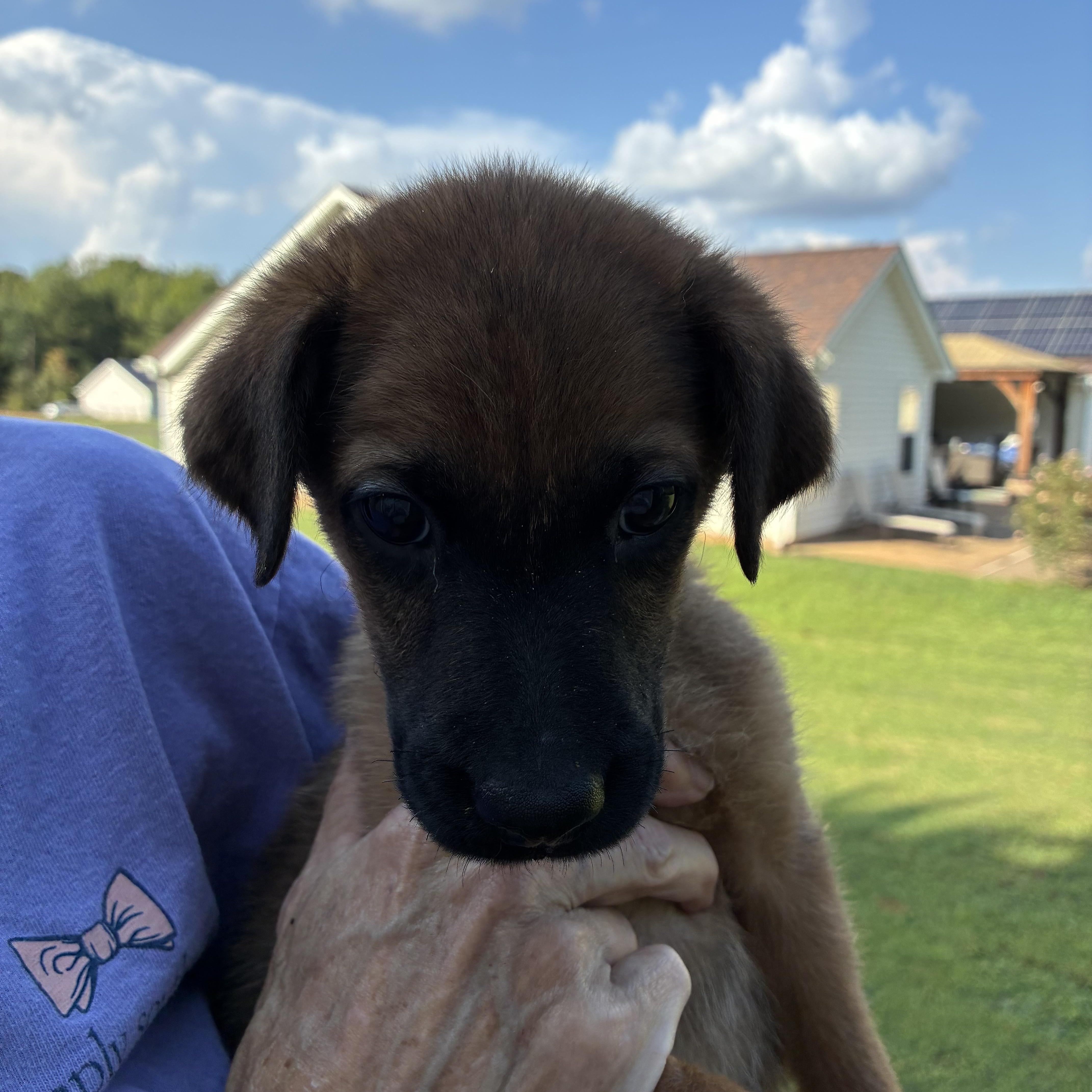 Enlarge Spanky, a Adoptable mixed breed in Woodruff, SC image 2/5