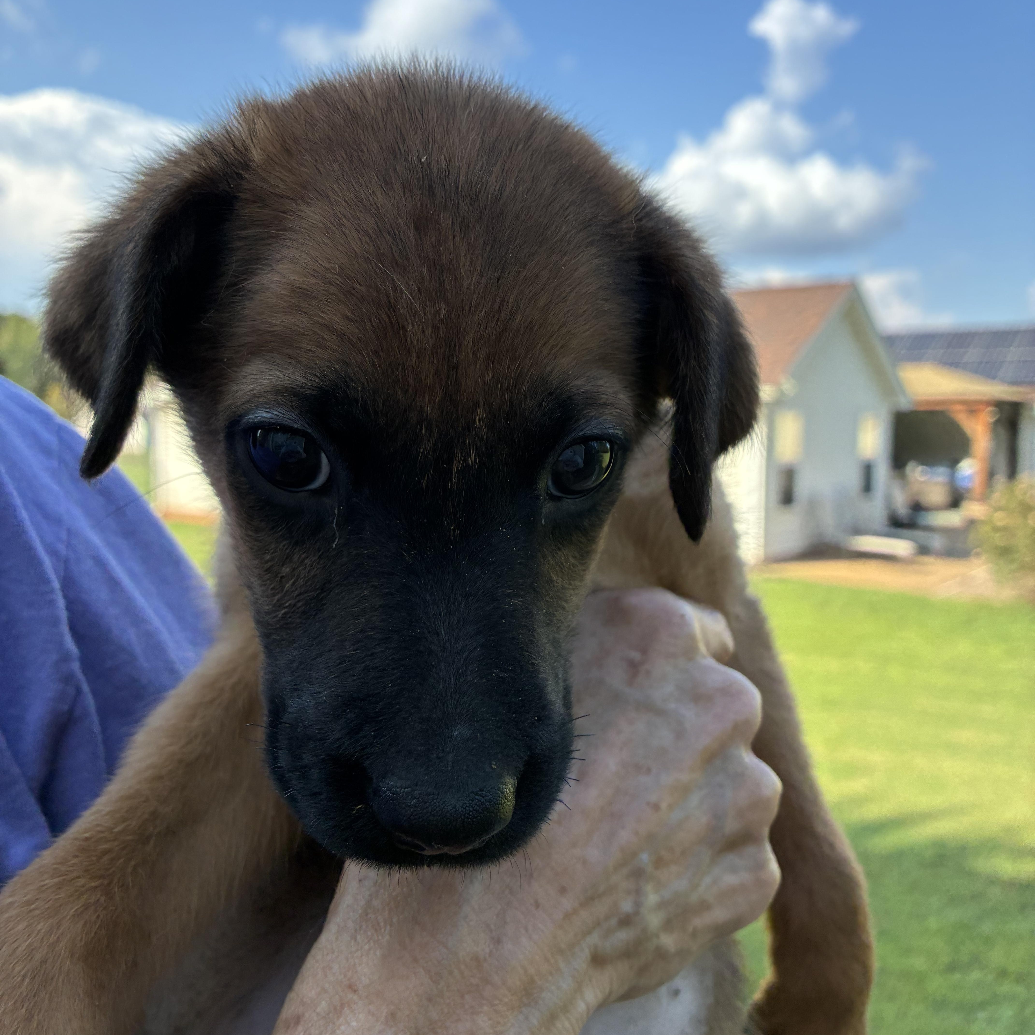 Enlarge Spanky, a Adoptable mixed breed in Woodruff, SC image 4/5