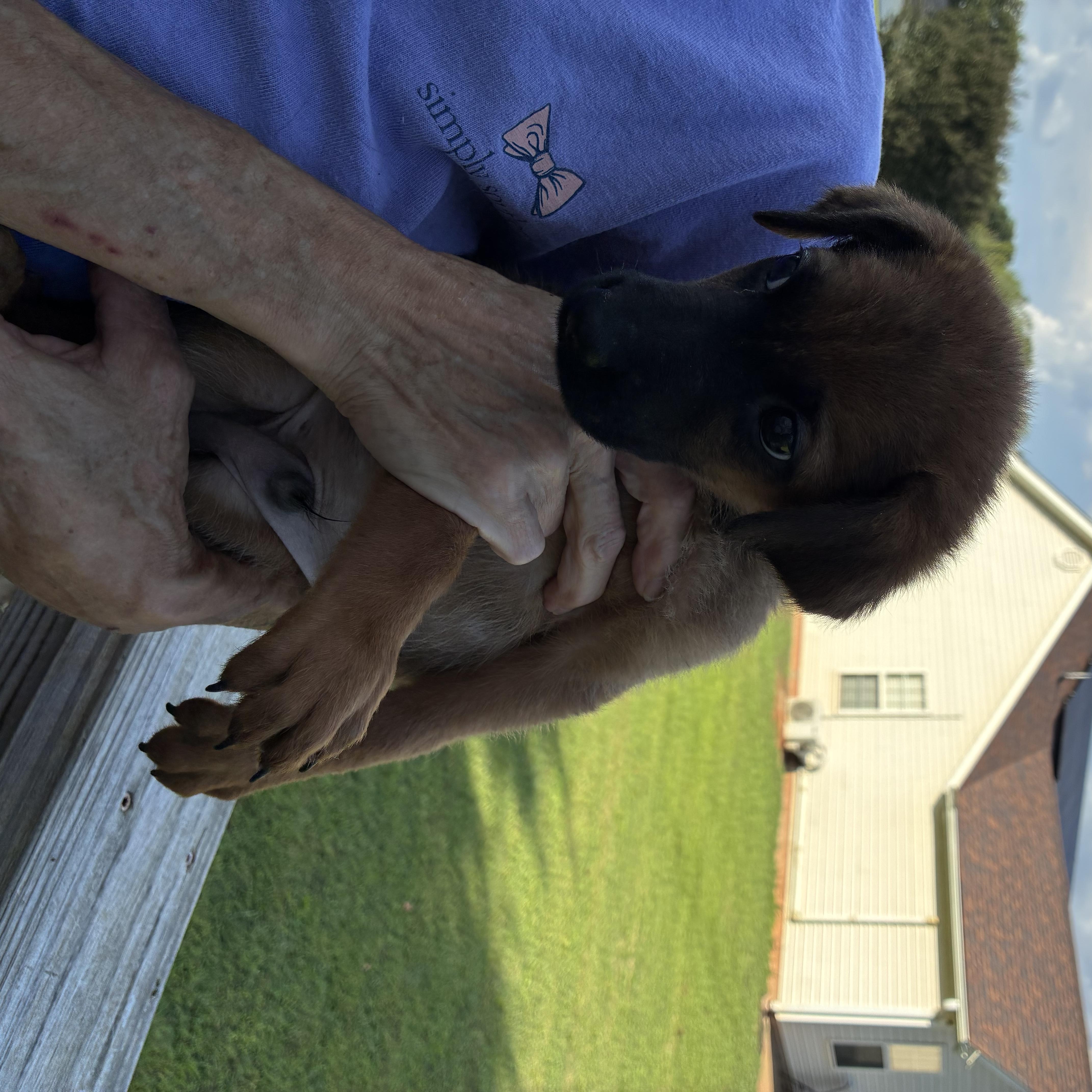 Enlarge Spanky, a Adoptable mixed breed in Woodruff, SC image 3/5