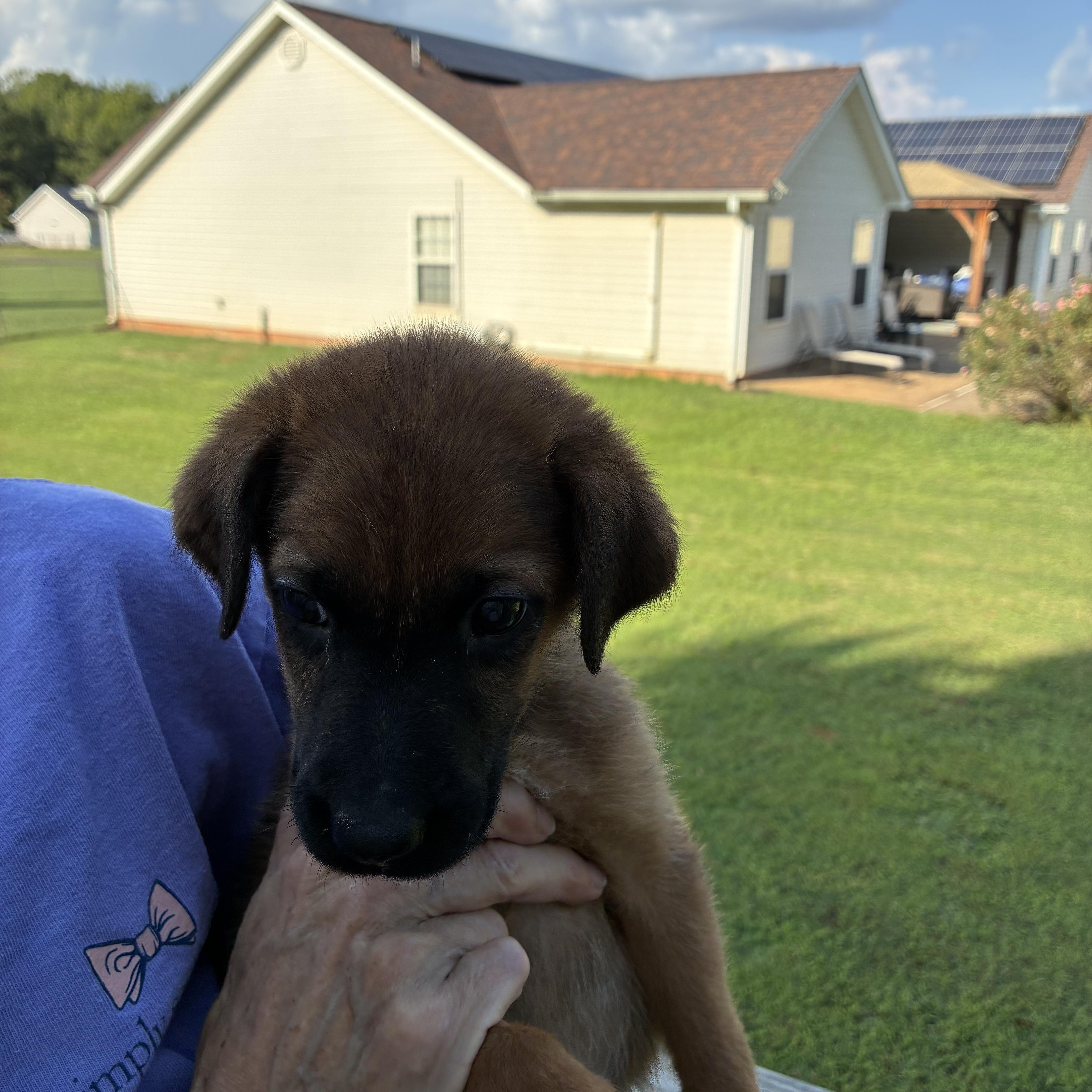 Spanky, Adoptable, Puppy Male Terrier.