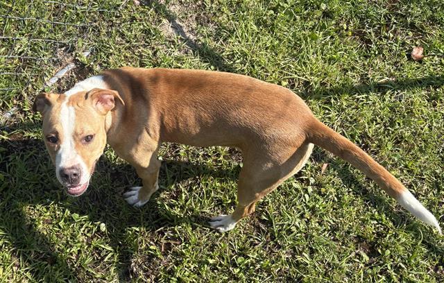 Enlarge LIBERTY, a Adoptable mixed breed in Panama City, FL image 1/1
