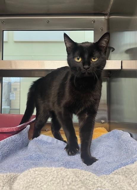 BELLA, Adoptable, Young Female Domestic Short Hair.