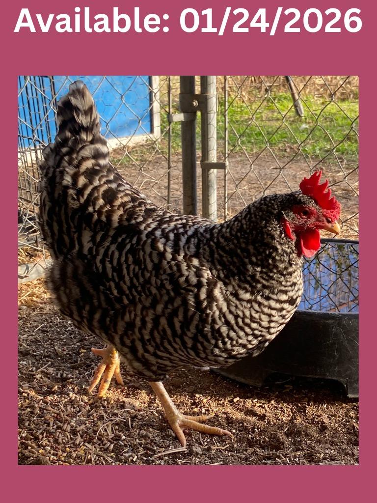 Barred Rock Hen, Adoptable, Young Female Chicken.