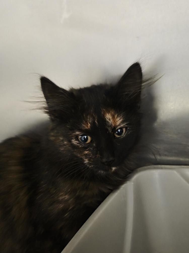 Aries, Adoptable, Young Female Domestic Medium Hair.
