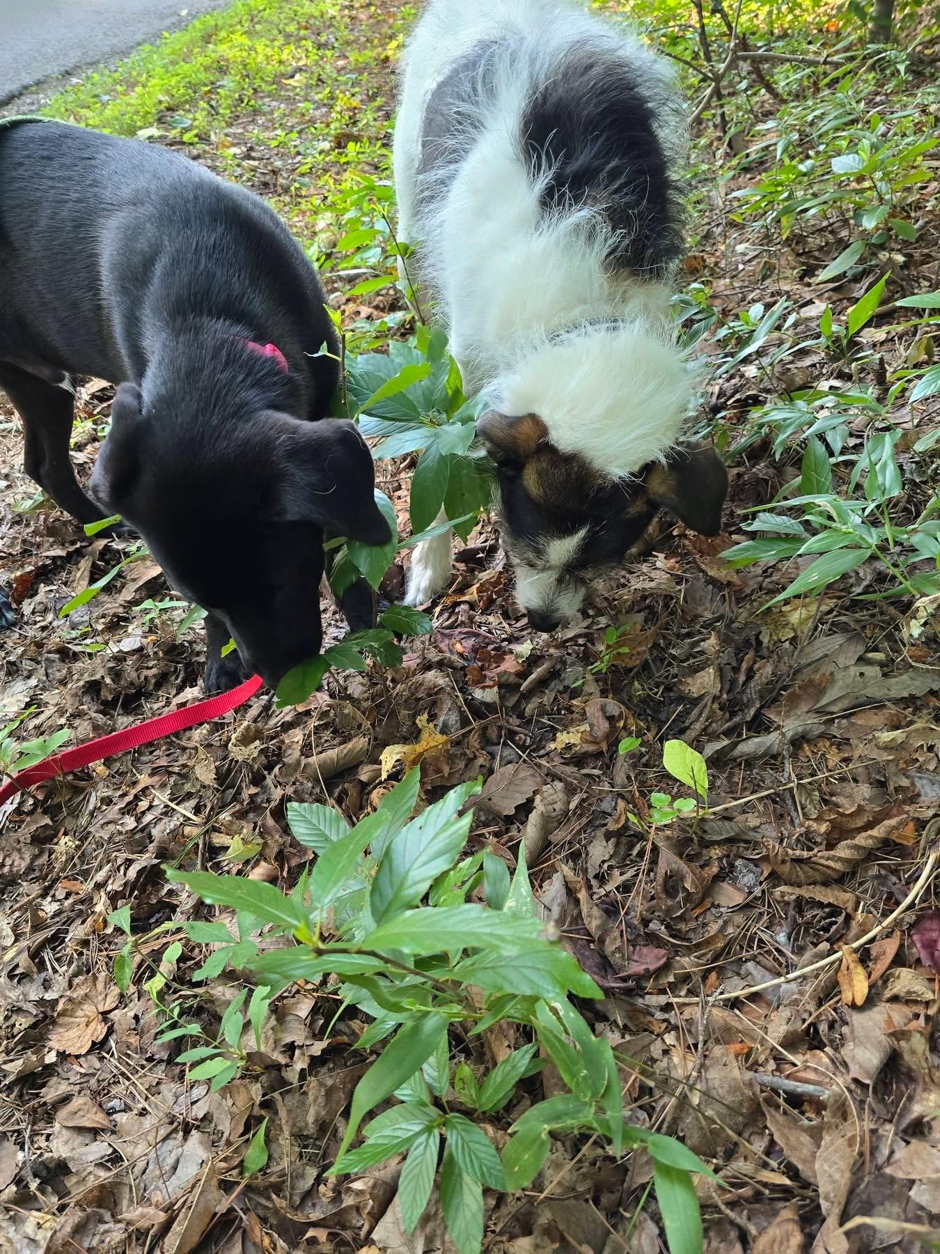 Enlarge Spark, an adopted mixed breed in Ooltewah, TN image 6/6