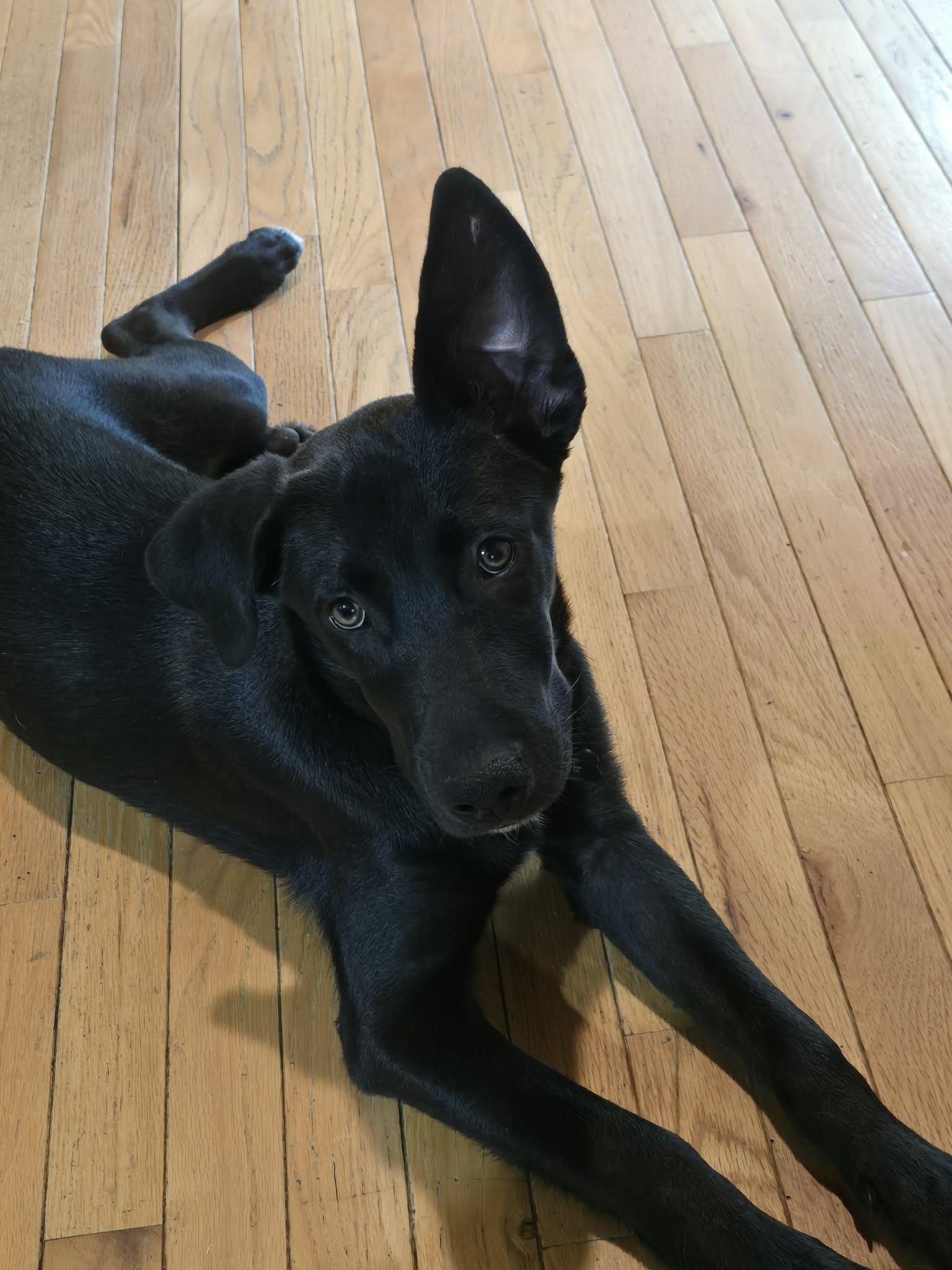 Spark, adopted, Young Male Border Collie & Labradoodle.